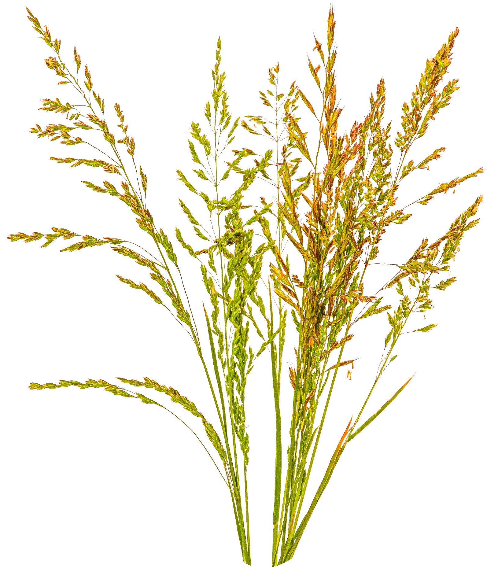 Grasses page