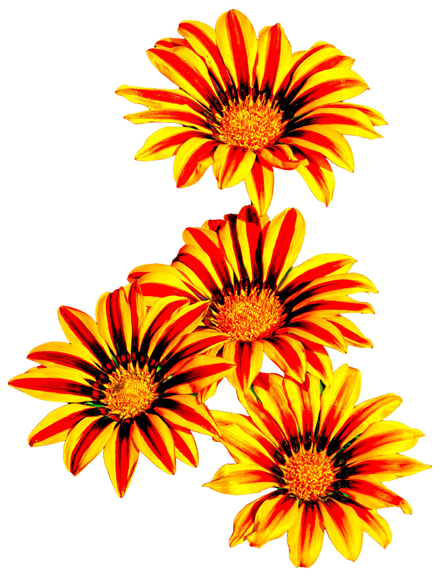 Summer Flowers