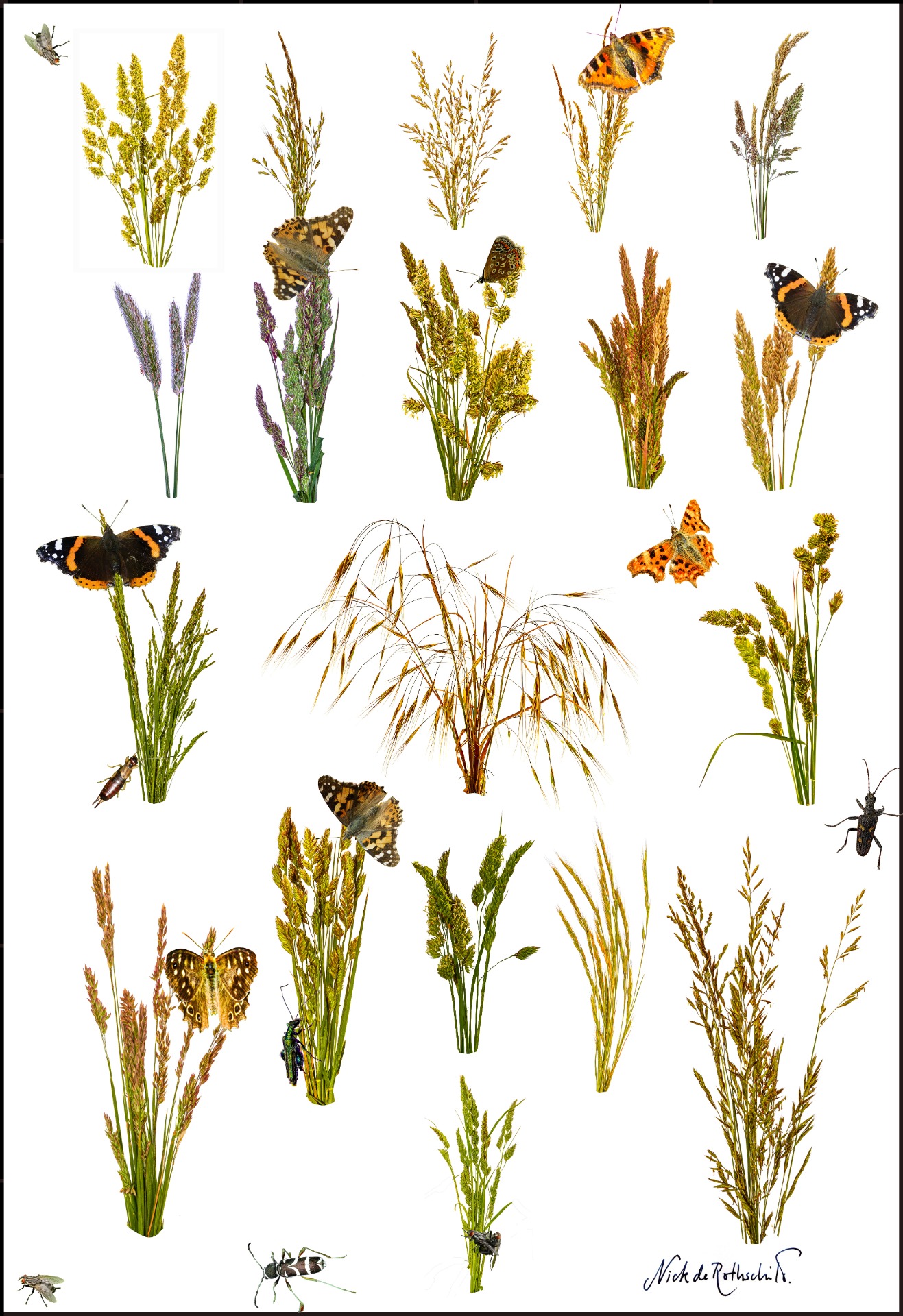 Grasses page